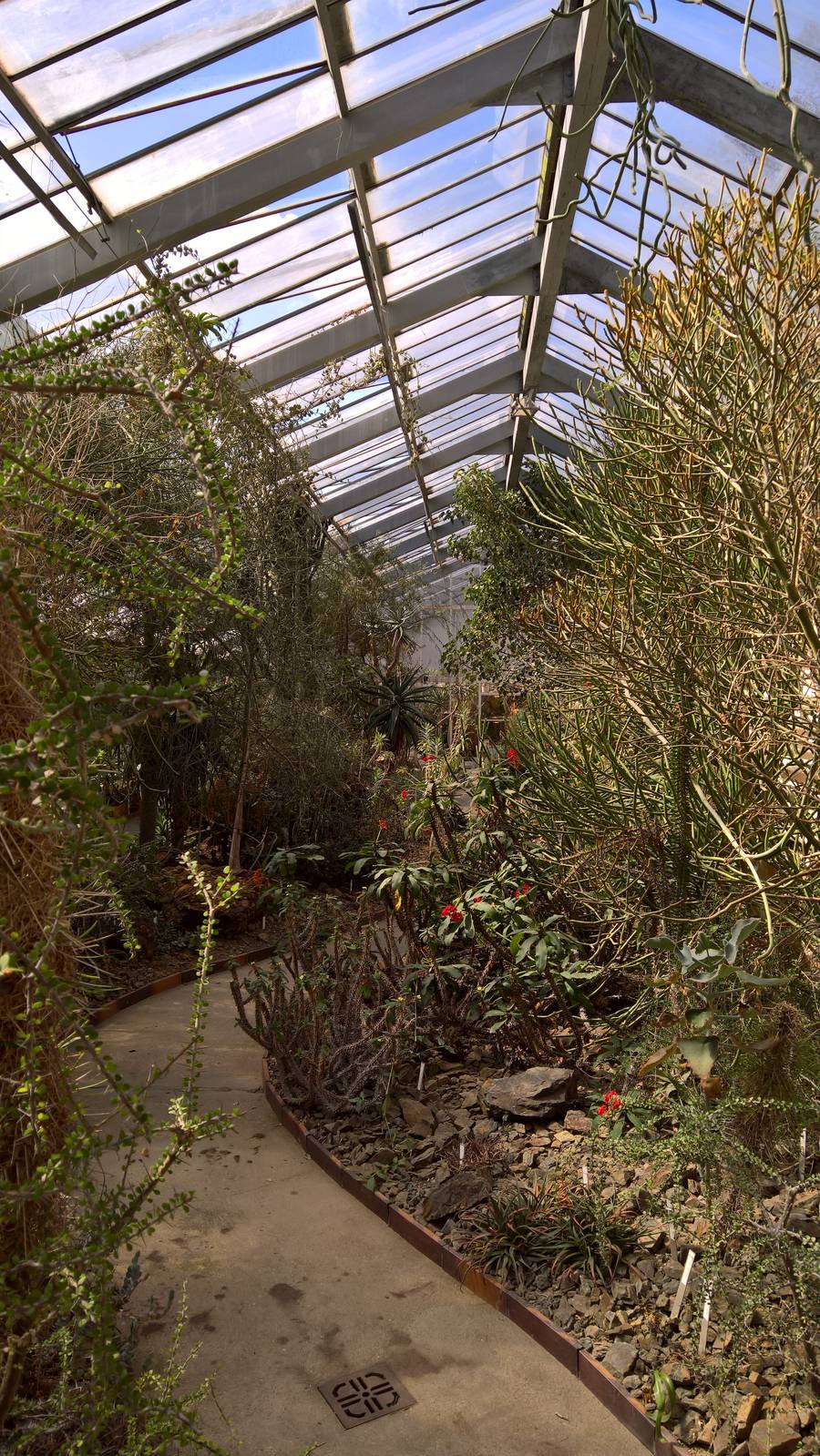 Flora in the Succulents Greenhouse