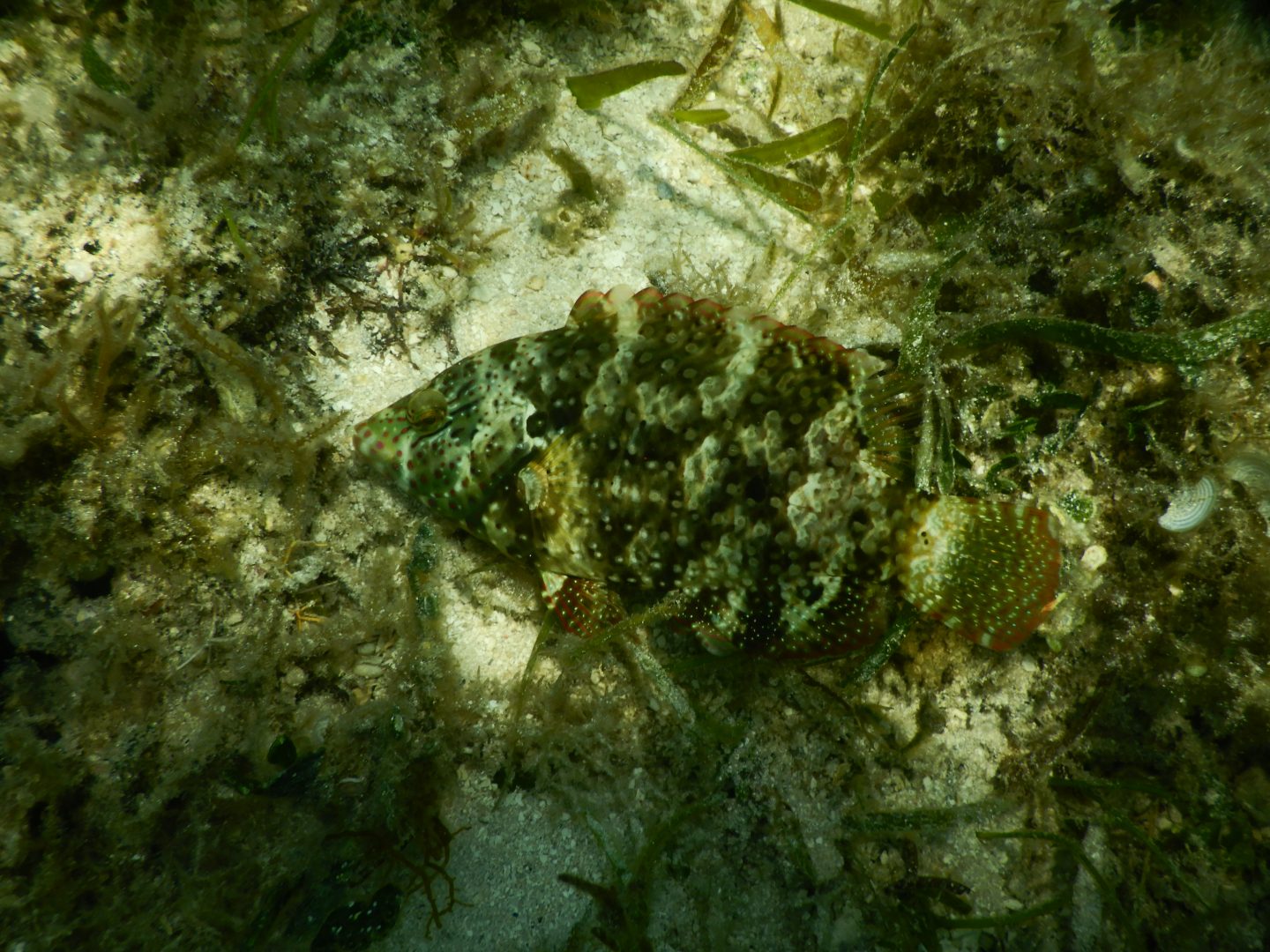 Floral Maori Wrasse (Cheilinus chlorourus) - Green Island