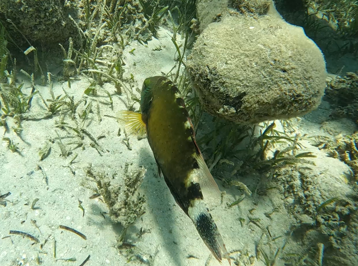 Floral Maori Wrasse (Cheilinus chlorurus)