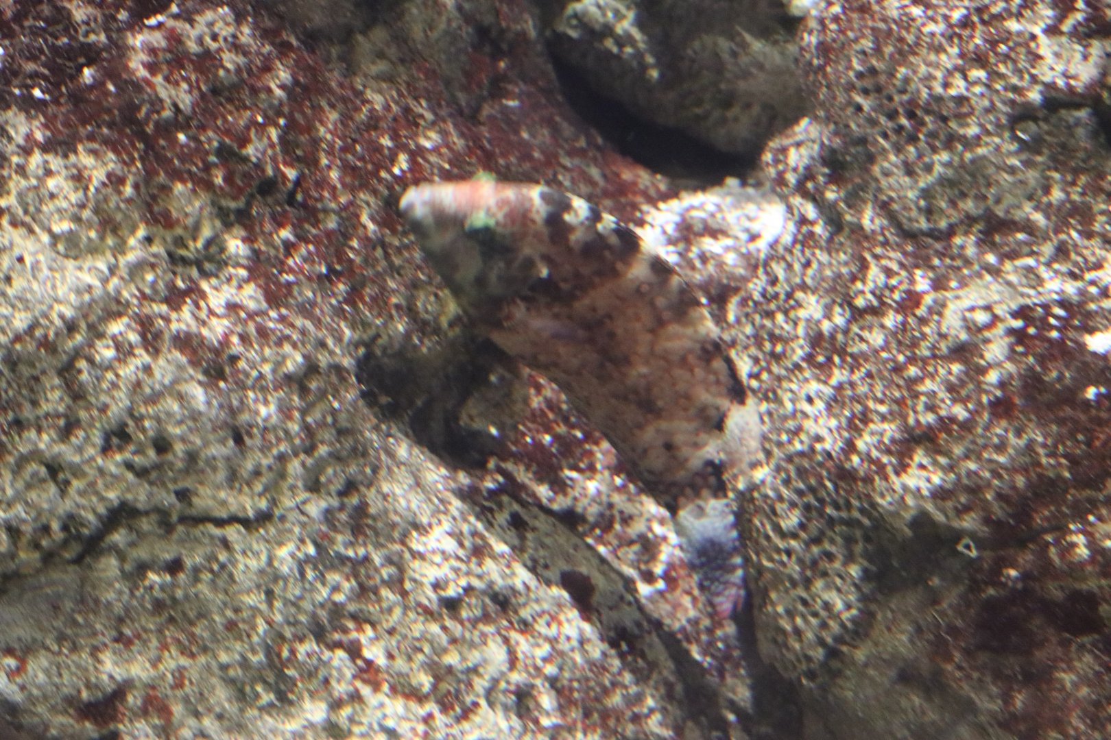 Floral Wrasse?