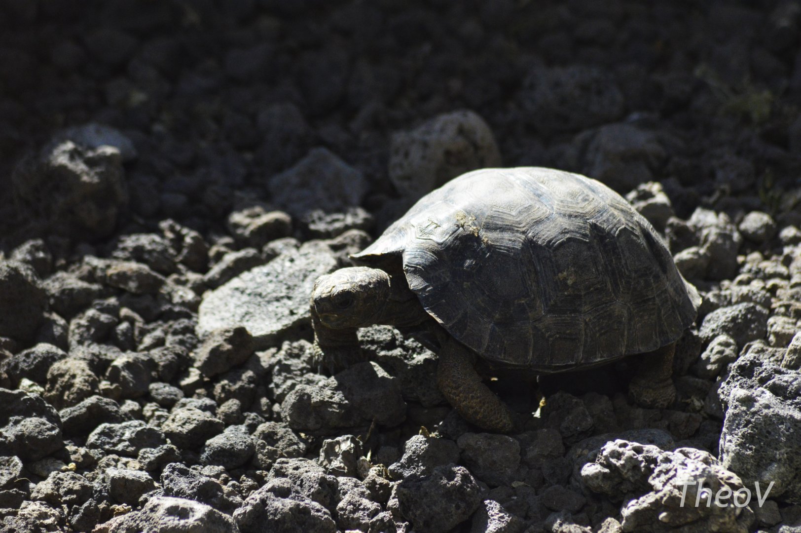 Floreana Island giant tortoise [2019]
