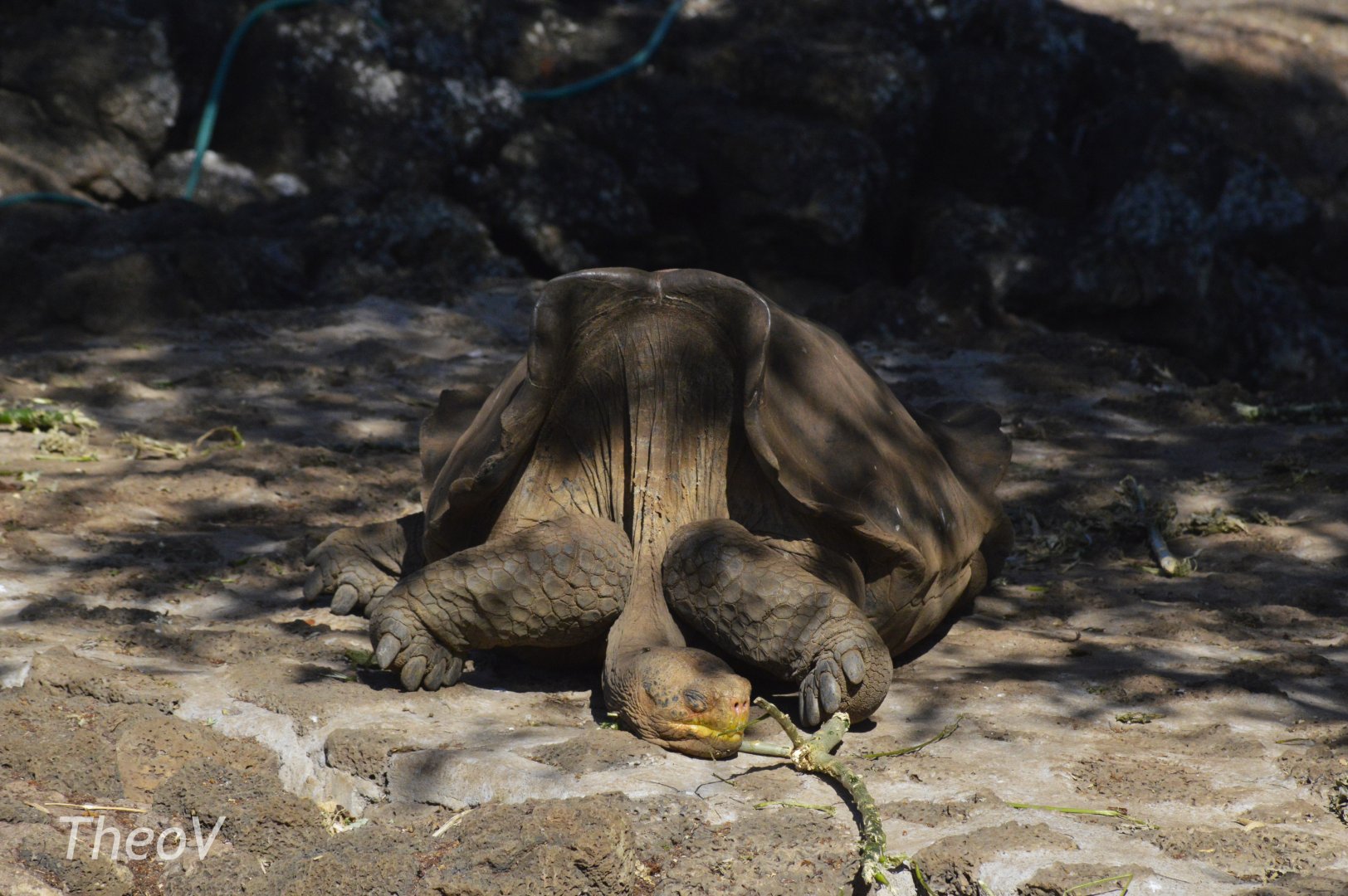 Floreana Island giant tortoise [2019]