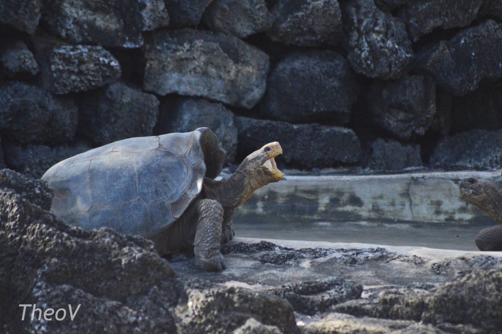 Floreana Island giant tortoise [2019]