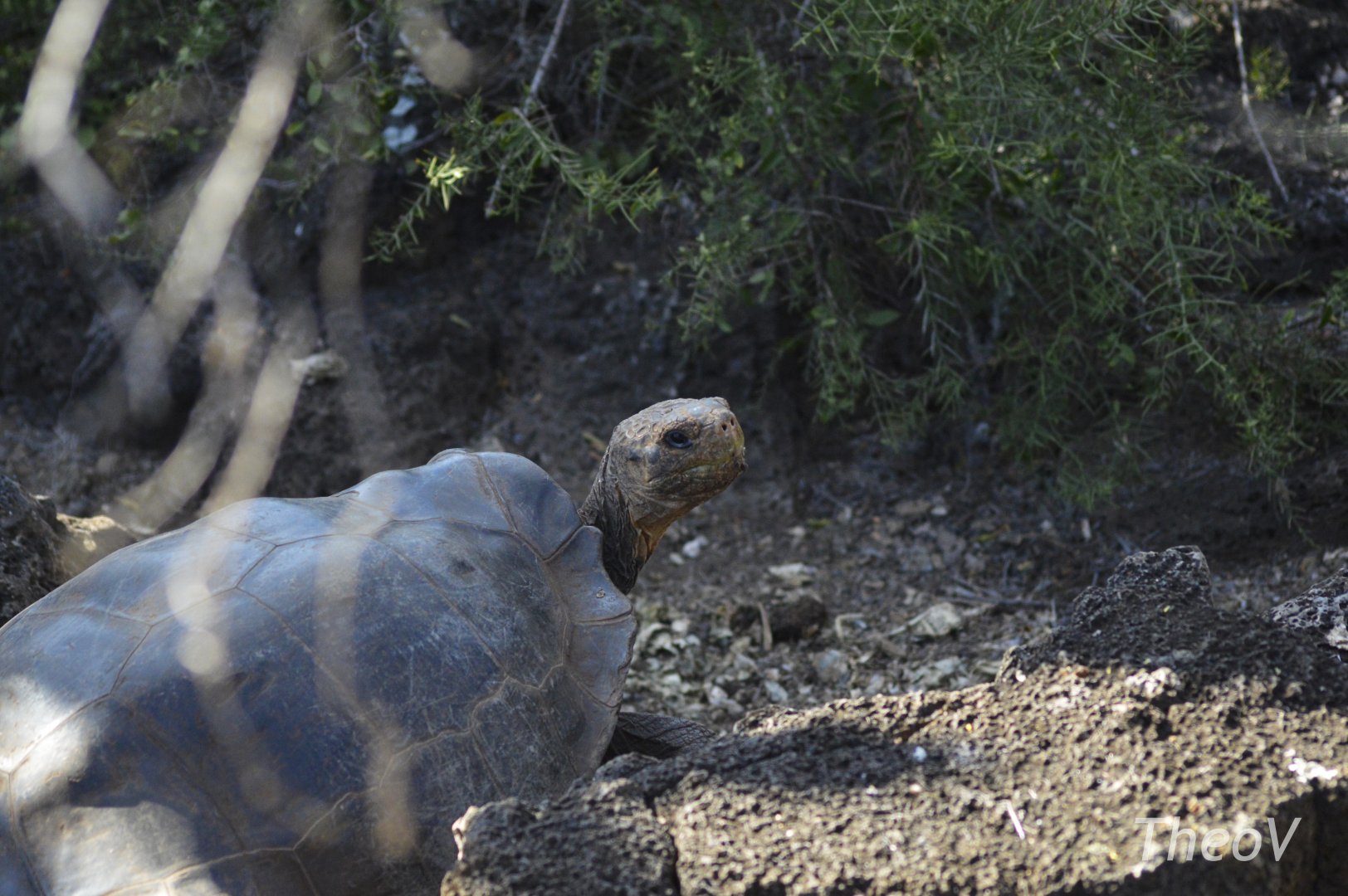 Floreana Island giant tortoise [2019]