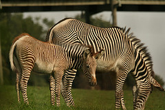 Florence the Zebra foal