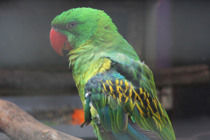 Flores great-billed parrot (Tanygnathus megalorynchos 'floris')