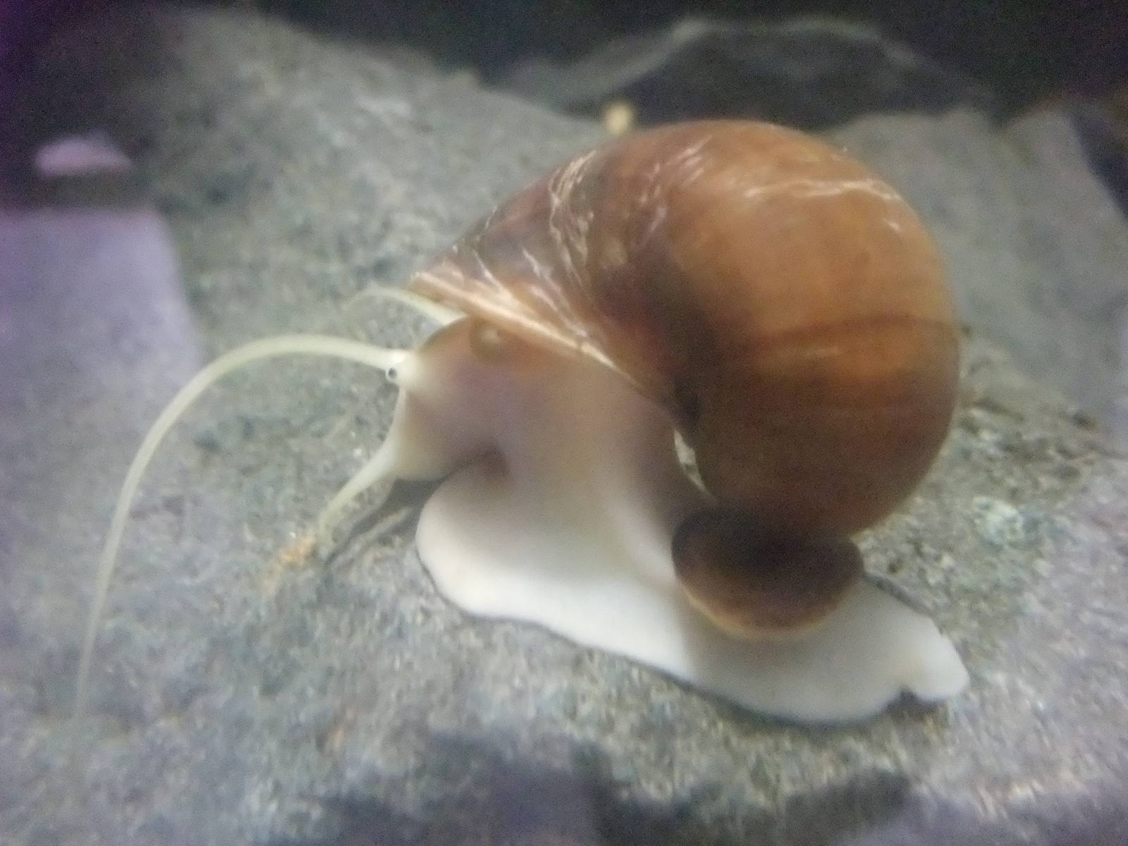 Florida Apple Snail at London, 16/11/11