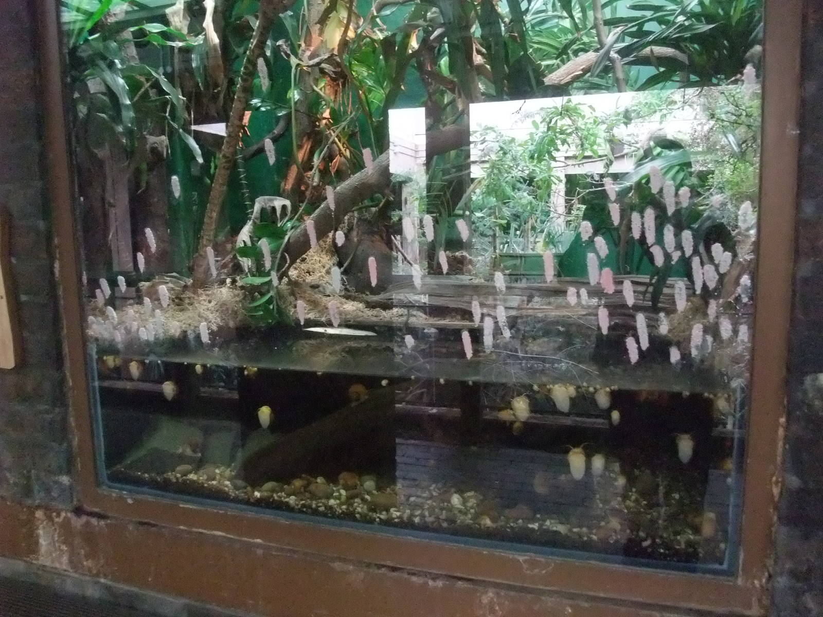 Florida Apple Snail Exhibit at London, 16/11/11