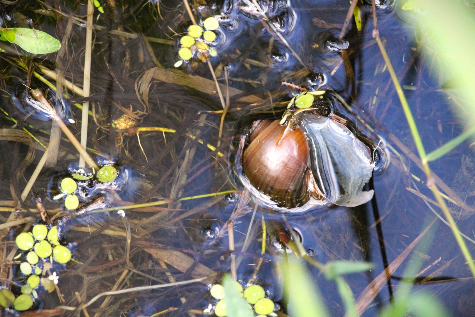 Florida Apple Snail