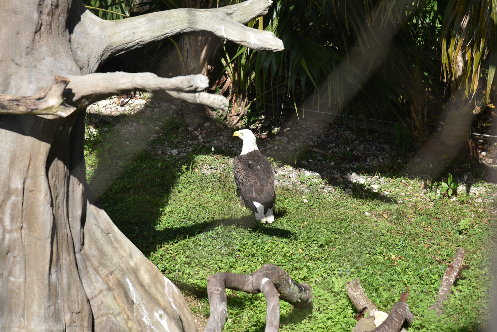 Florida Area - American Eagle