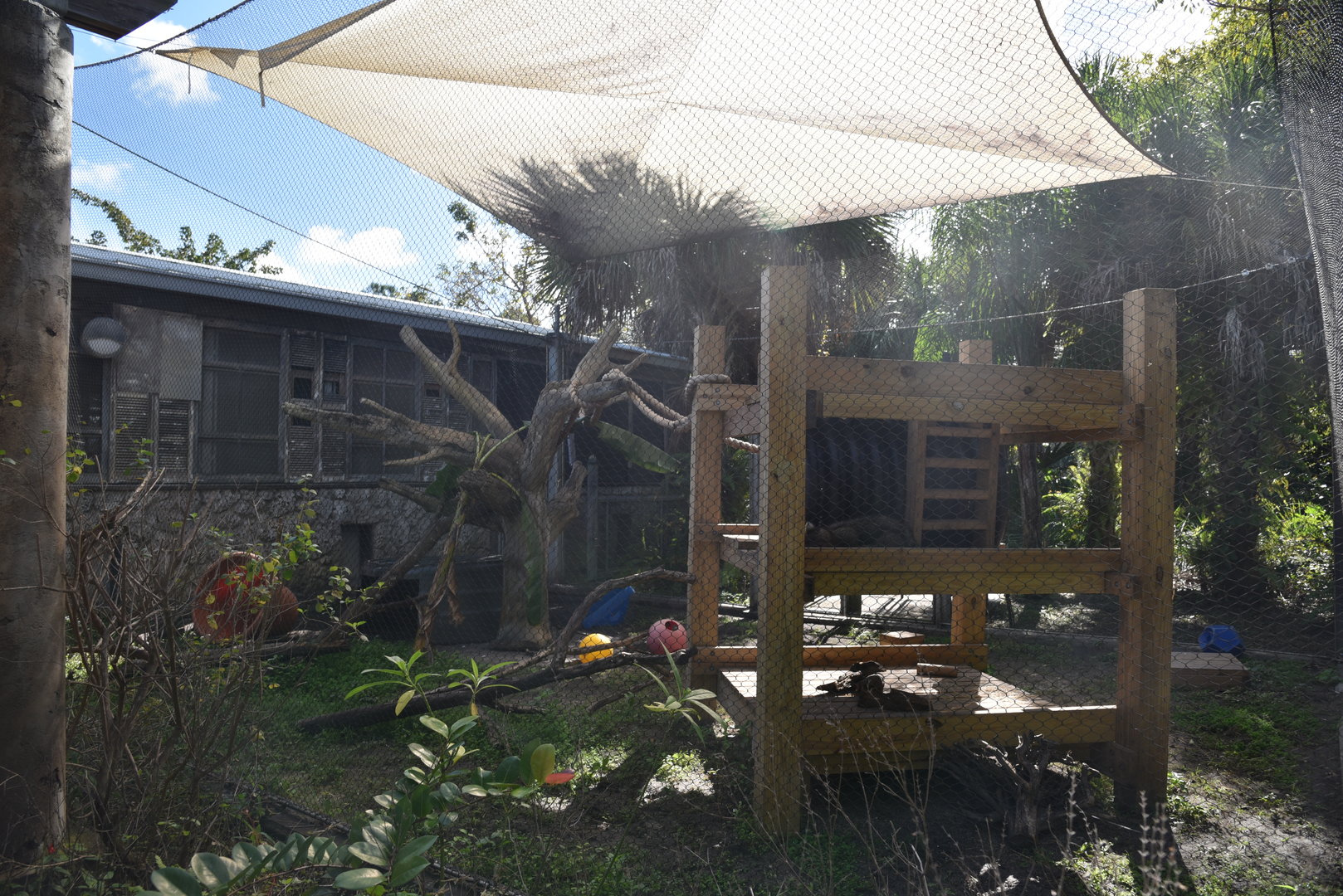 Florida Area - Raccoon Habitat