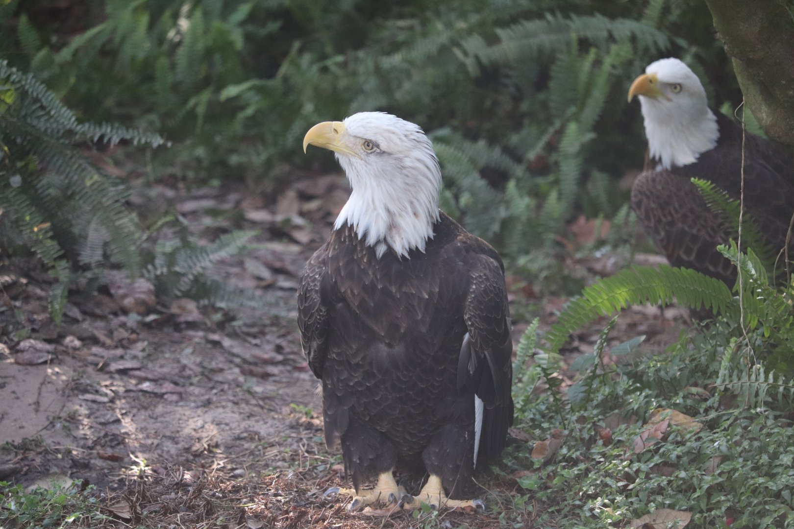 Florida - Bald Eagle
