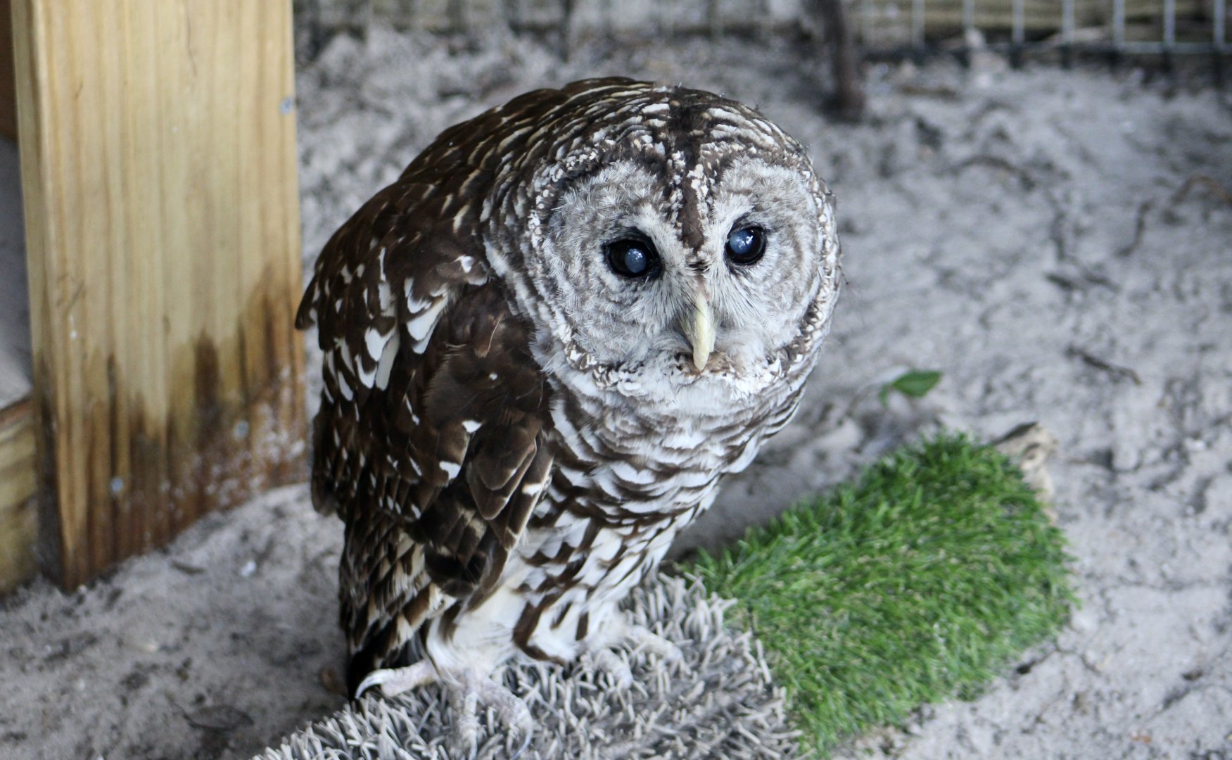 Florida Barred Owl (Strix varia georgica)