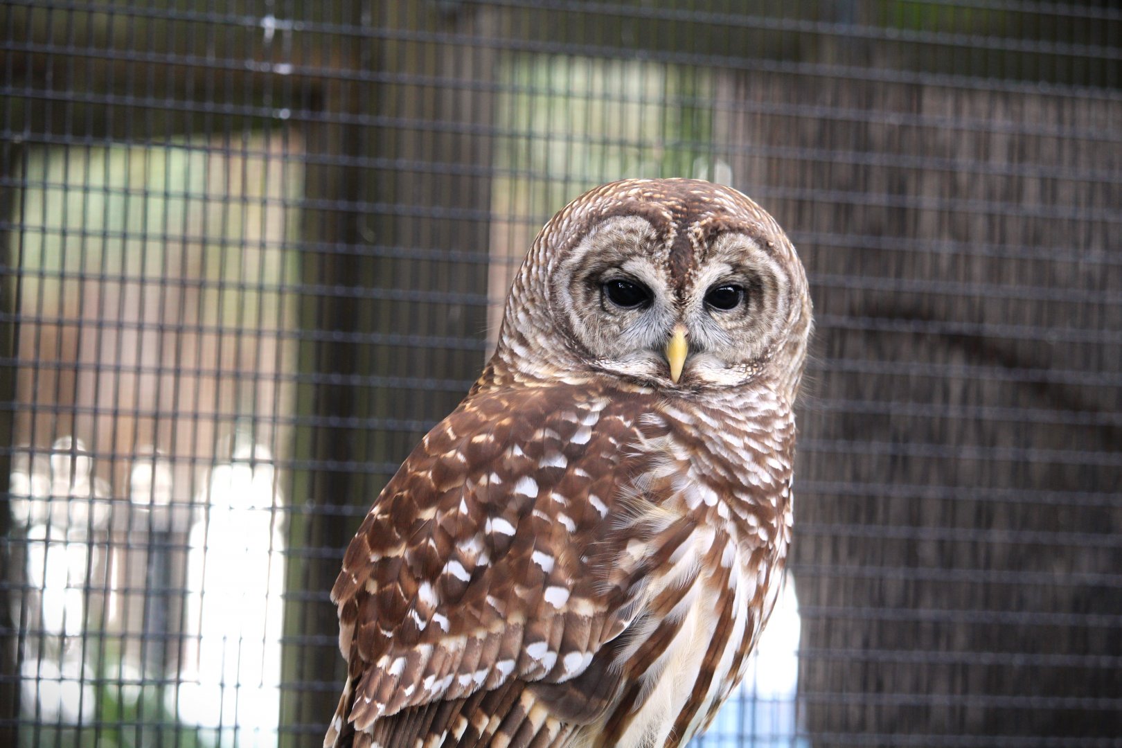 Florida Barred Owl