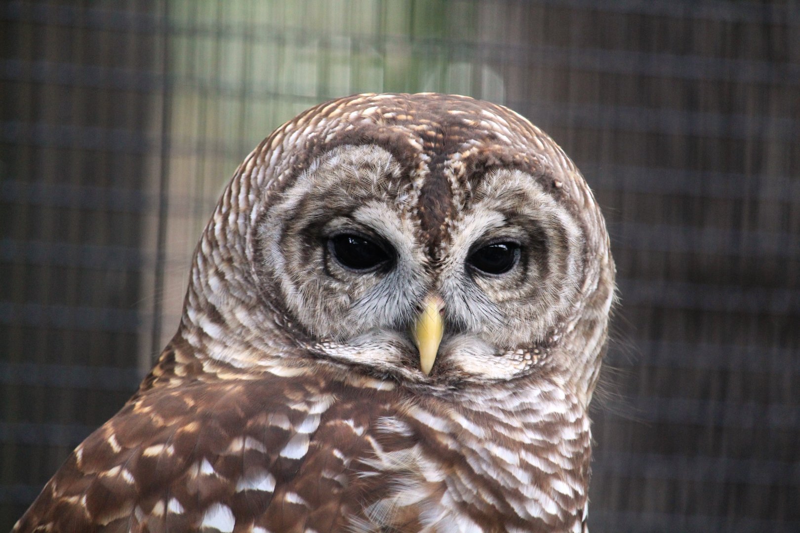 Florida Barred Owl