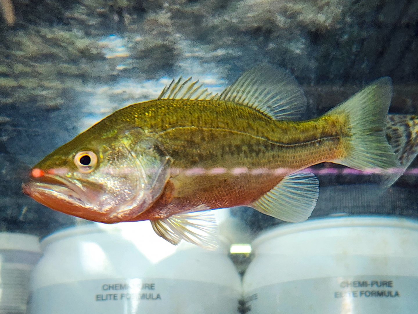 Florida Bass (Micropterus salmoides)