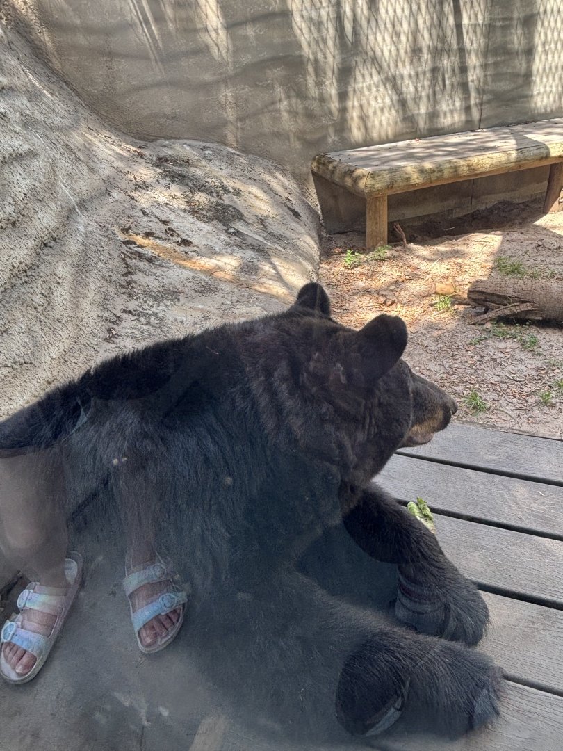 Florida Black Bear - 5/27/2025