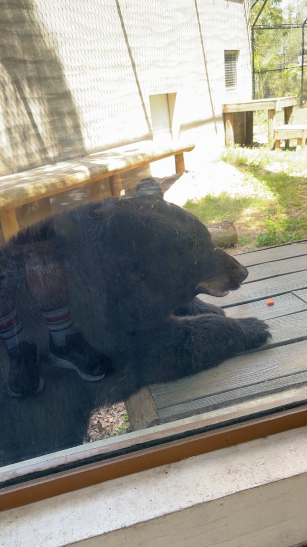 Florida Black Bear - 5/27/2025