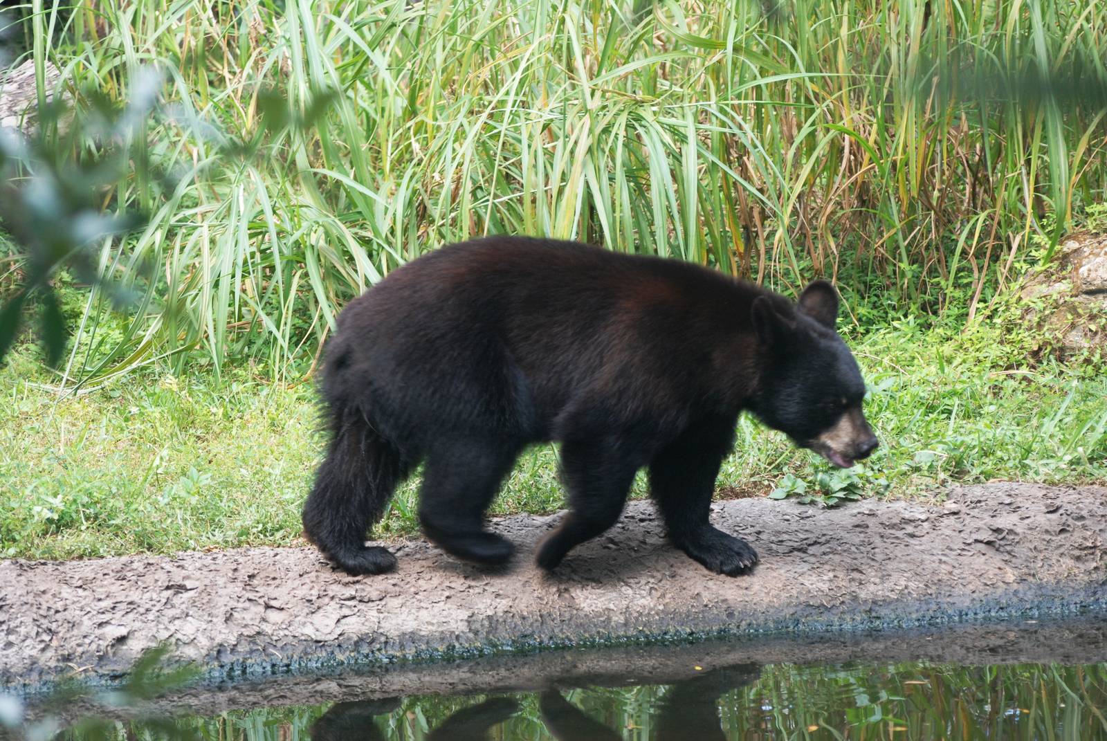 Florida Black Bear at Lowry Park, 13/10/13