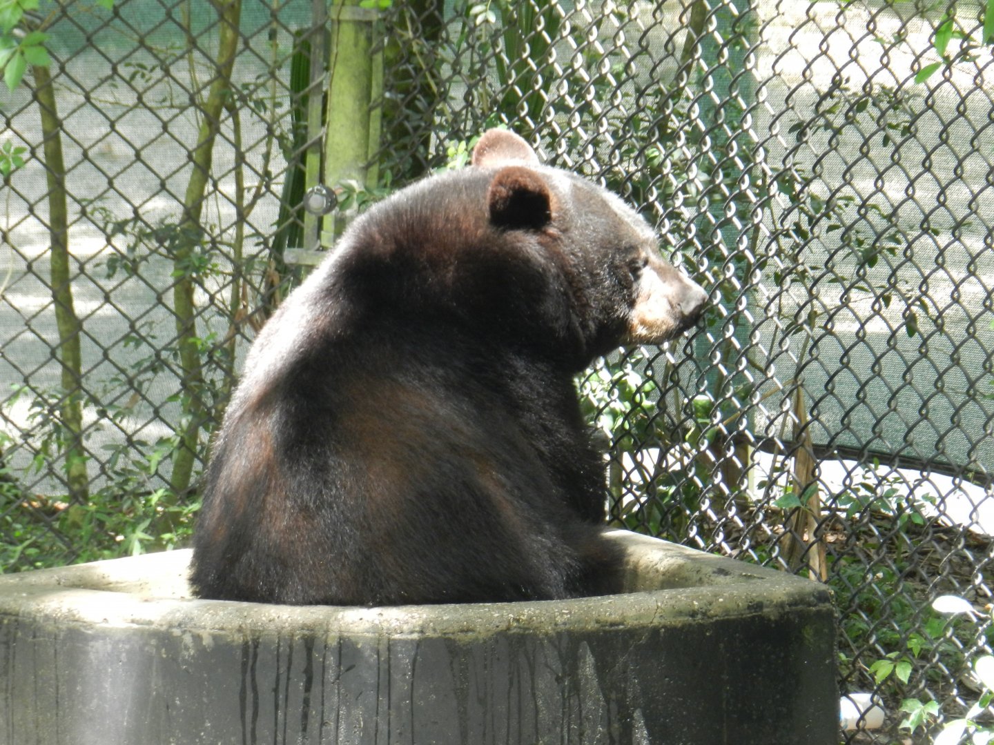 Florida Black Bear (Ursus americanus floridanus) at Zoo Tampa at Lowry Park, USA