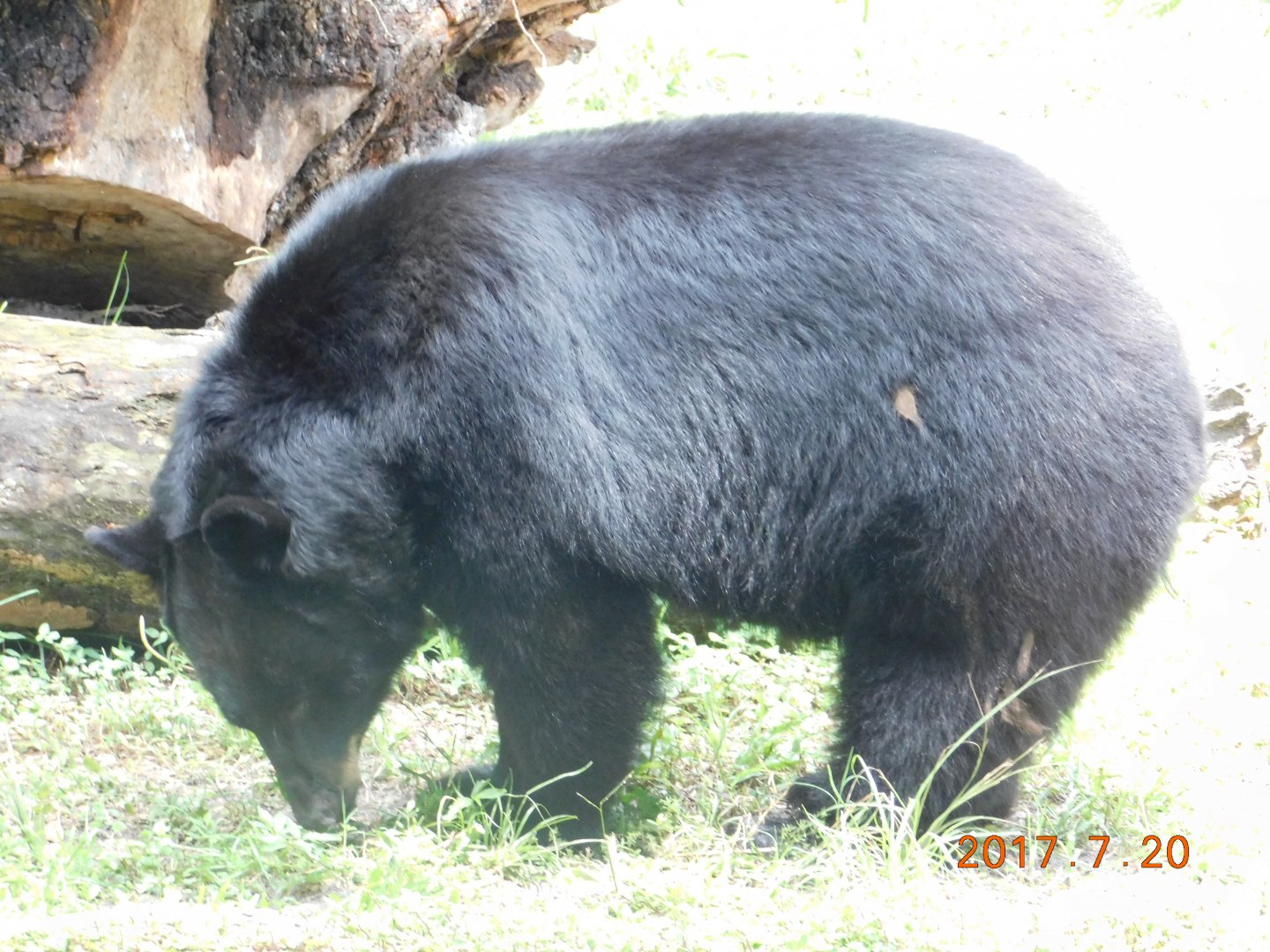Florida Black Bear