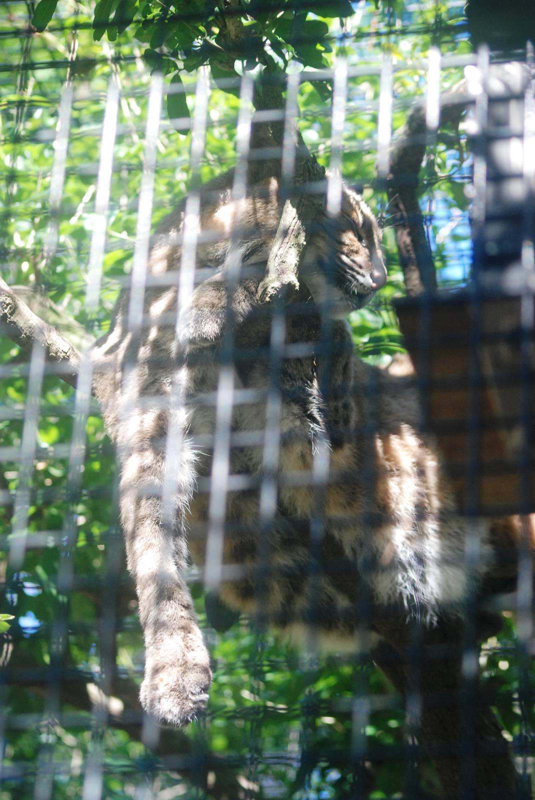 Florida Bobcat at Jacksonville, 10/10/13