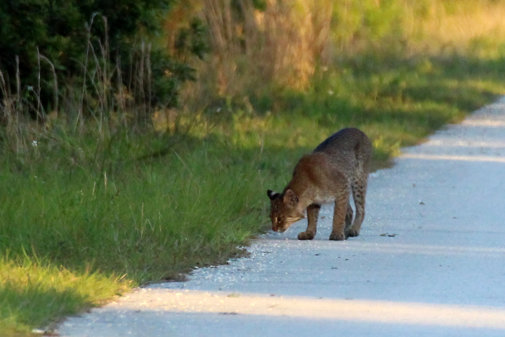 Florida Bobcat