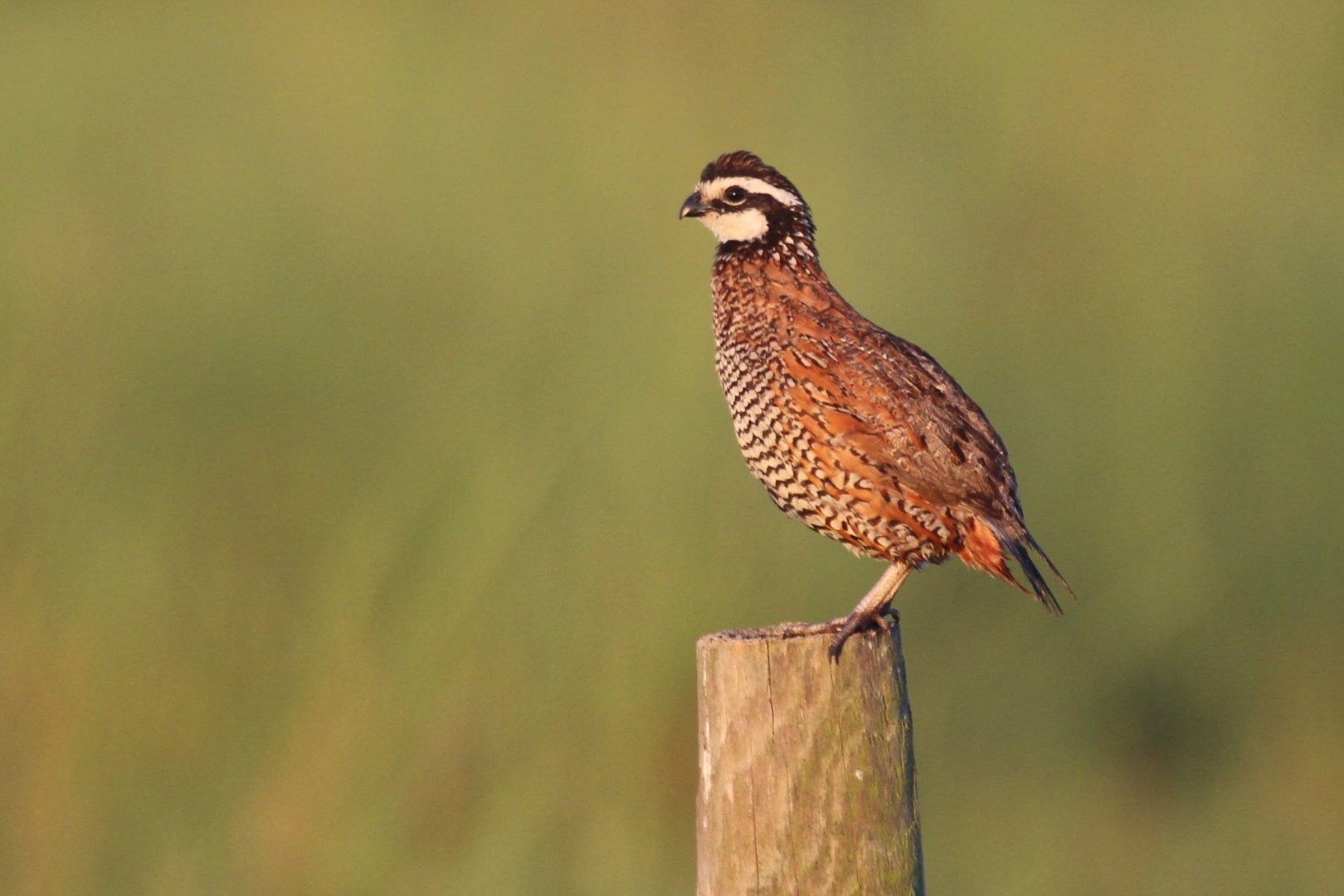Florida Bobwhite