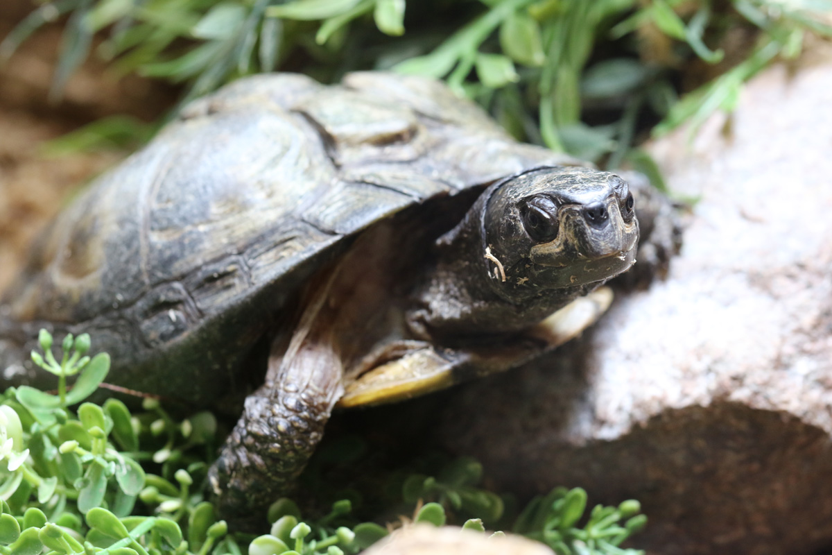 Florida Box Turtle at Dudley 28th Oct 2020