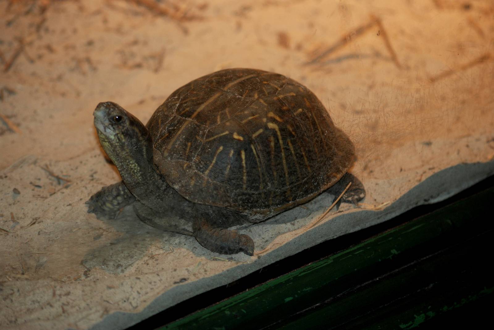 Florida Box Turtle at Jacksonville, 10/10/13
