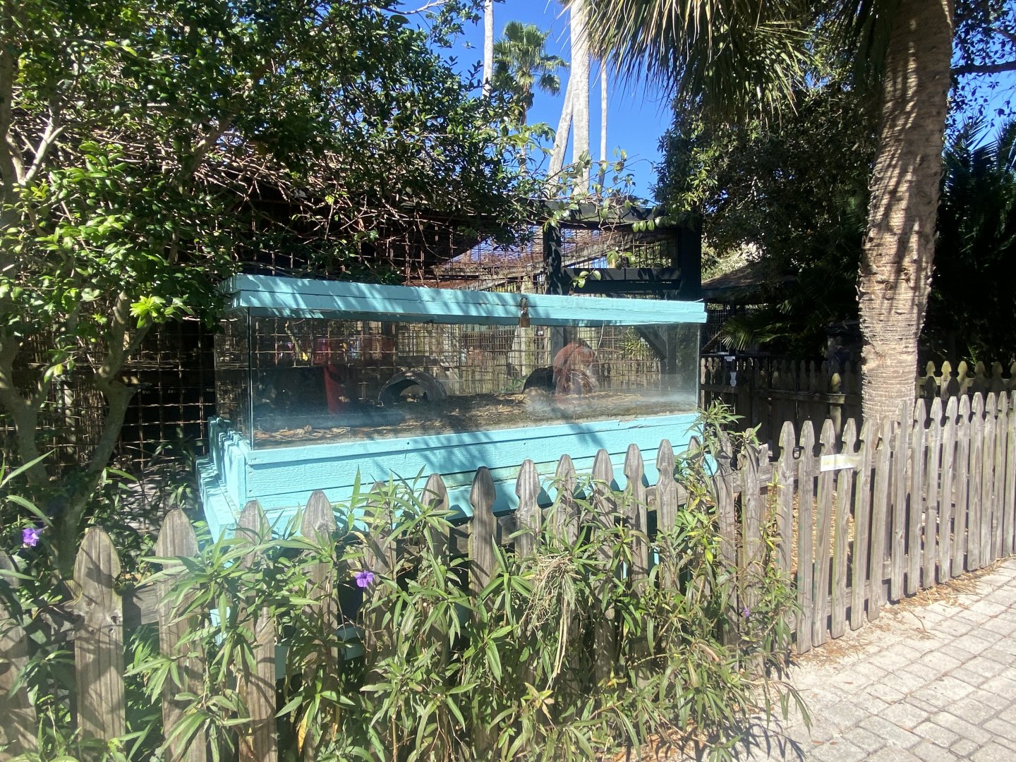 Florida Box Turtle Exhibit