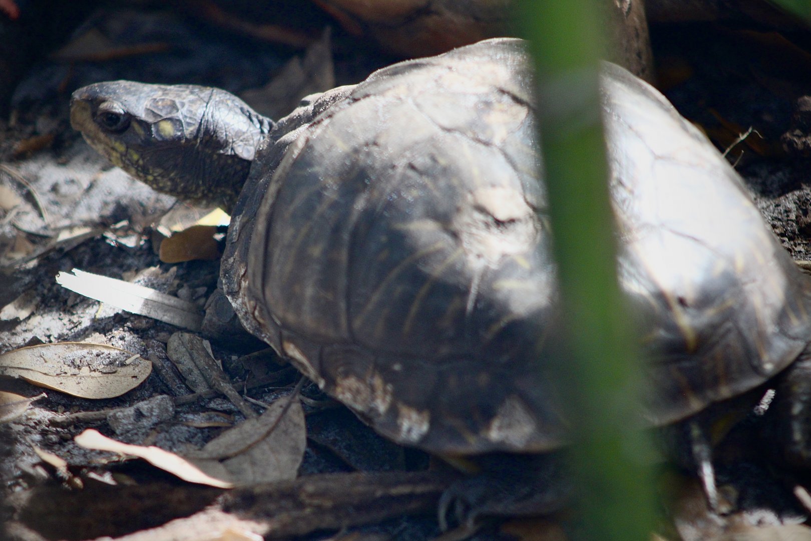 Florida Box Turtle (T. c. bauri)