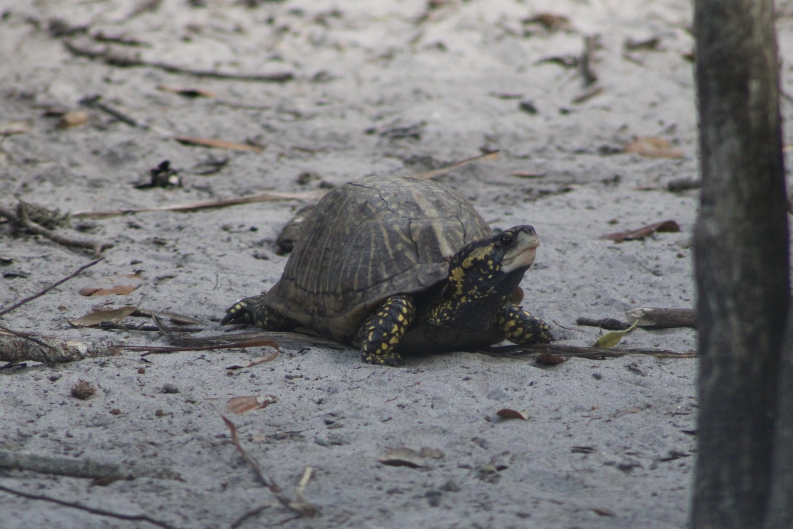 Florida Box Turtle (T. c. bauri)