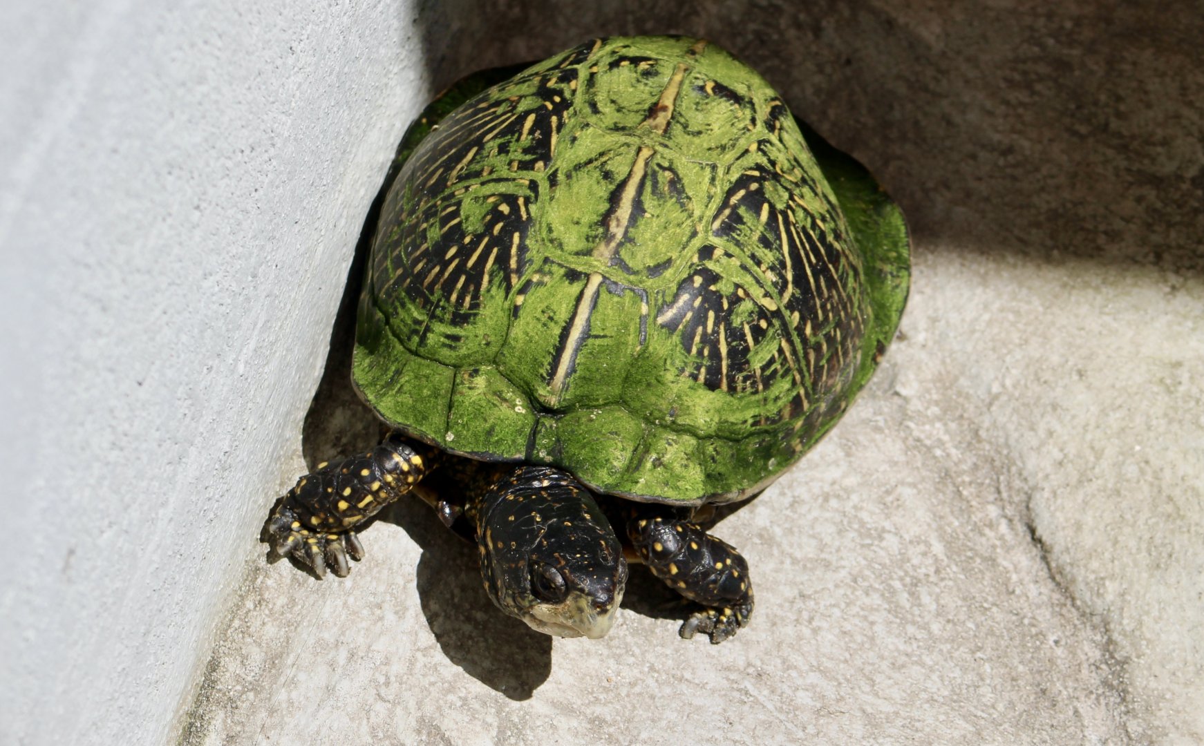 Florida Box Turtle (Terrapene carolina bauri)