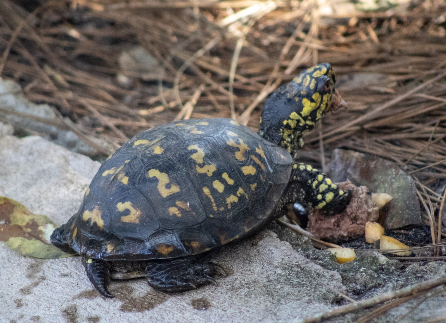 Florida Box Turtle
