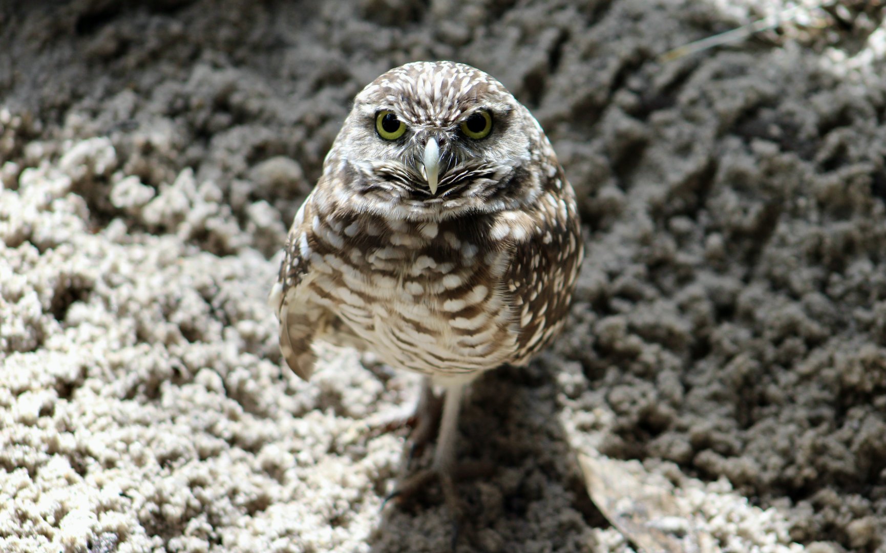 Florida Burrowing Owl (Athene cunicularia floridana)
