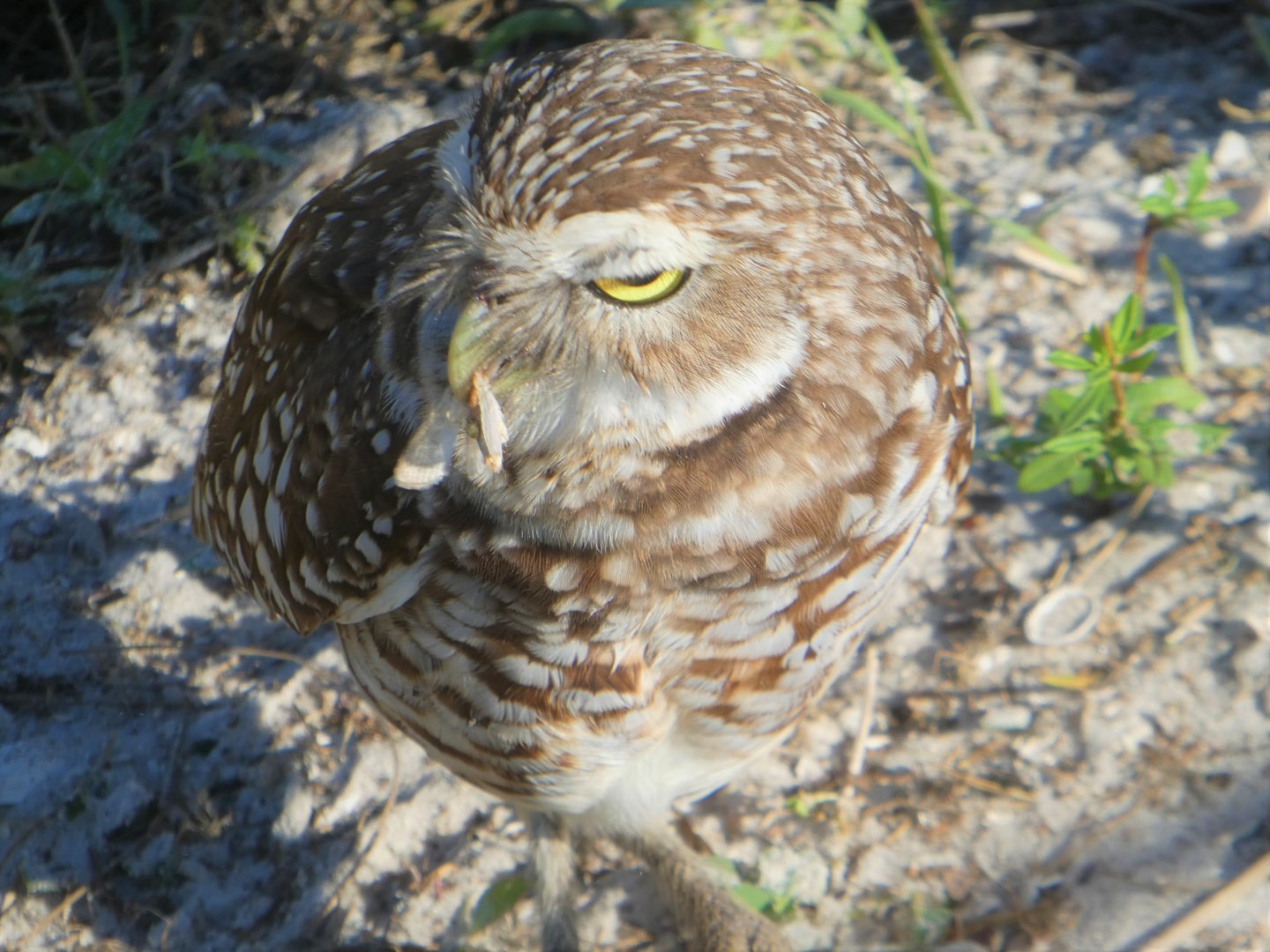 Florida Burrowing Owl with Prey
