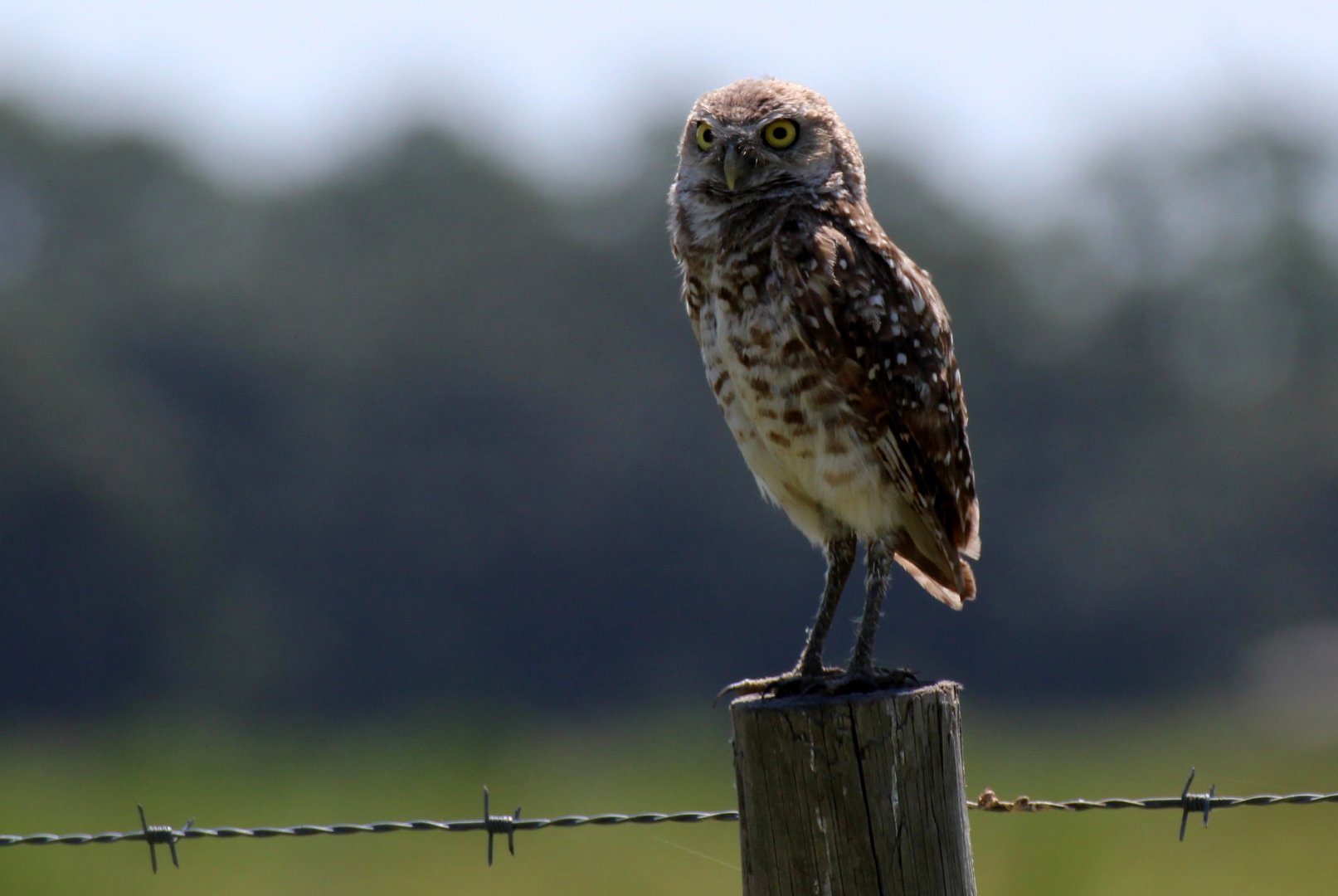 Florida Burrowing Owl
