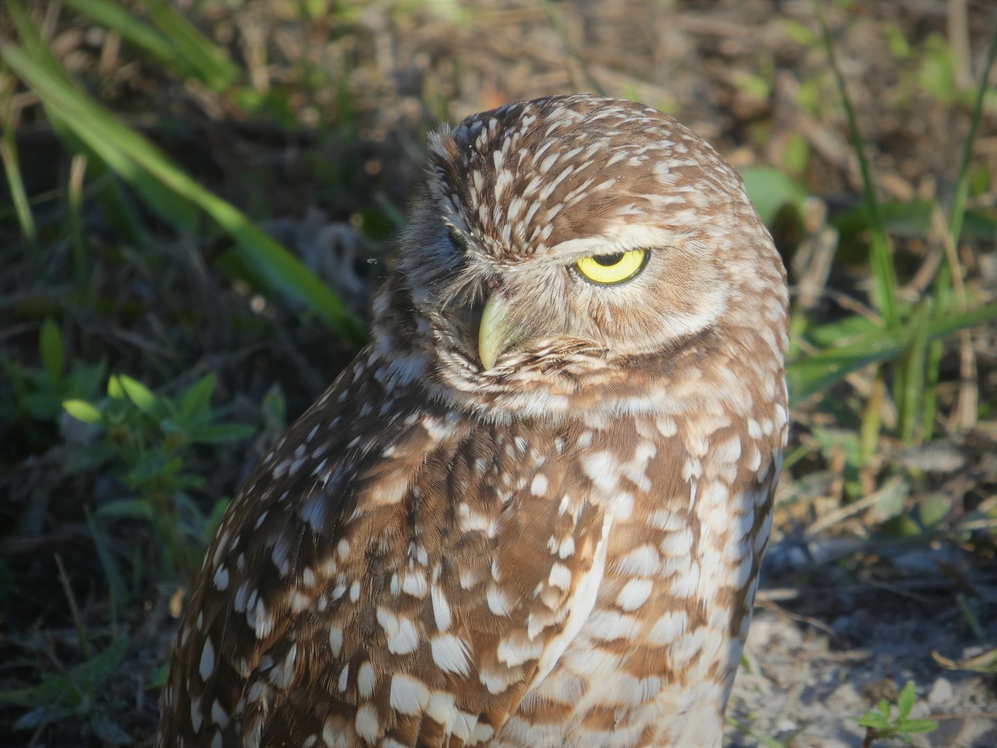 Florida Burrowing Owl