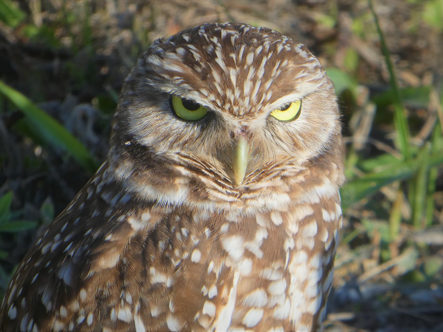 Florida Burrowing Owl