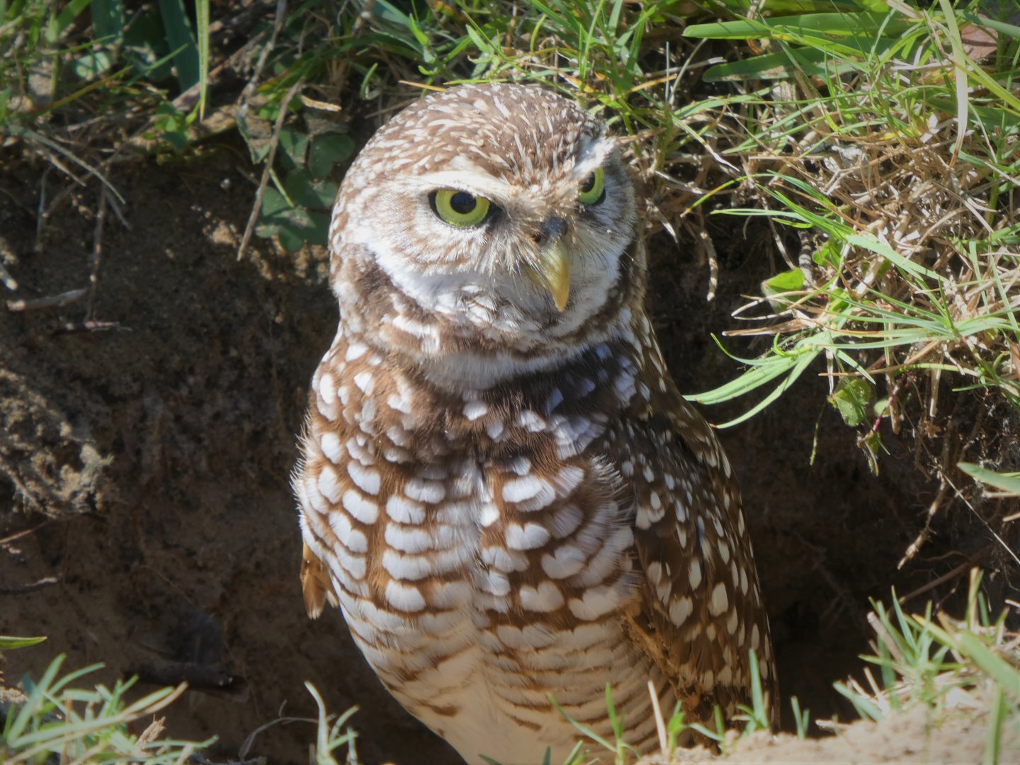 Florida Burrowing Owl