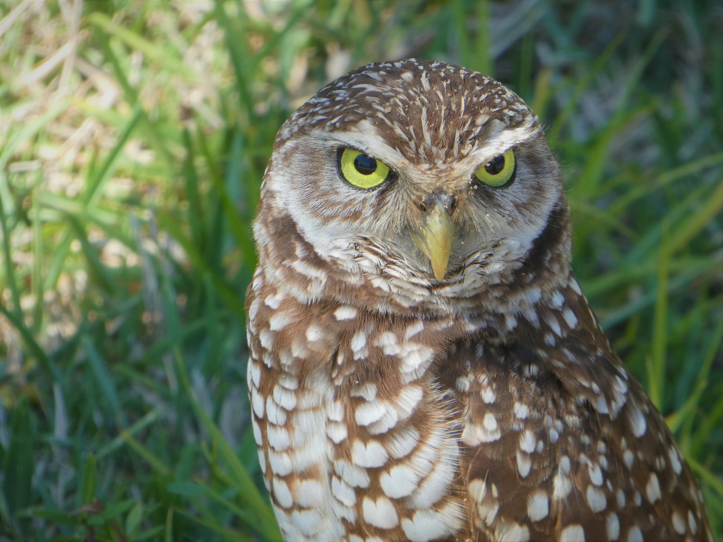 Florida Burrowing Owl