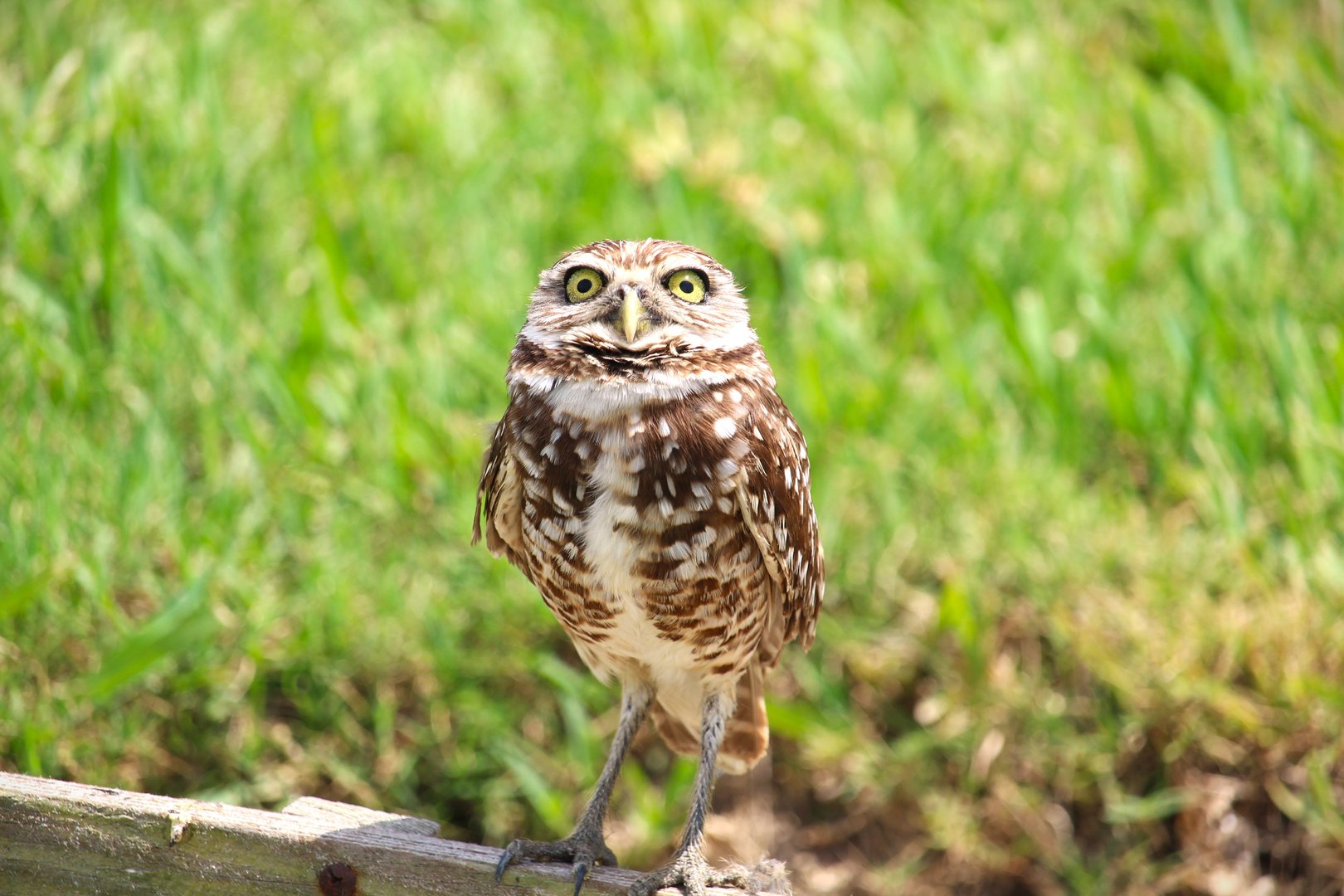 Florida Burrowing Owl