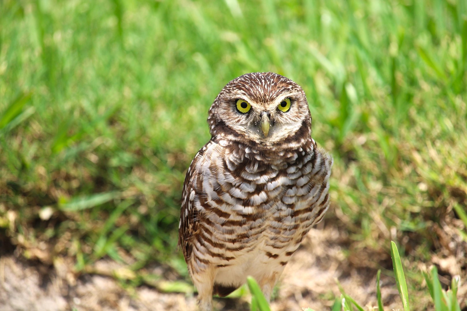 Florida Burrowing Owl