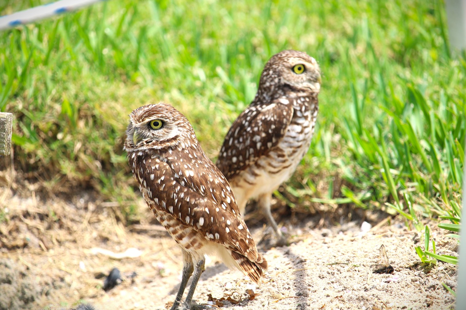 Florida Burrowing Owls