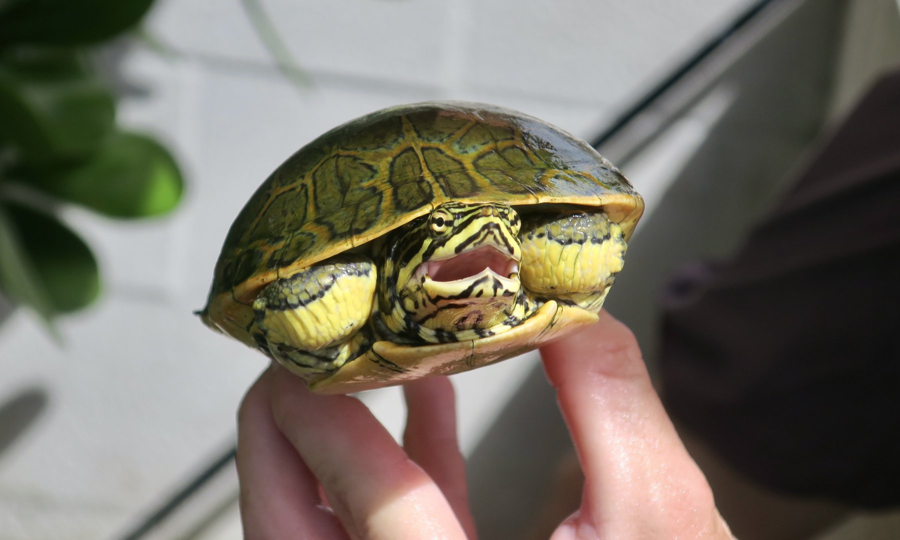 Florida Chicken Turtle (Deirochelys reticularia chrysea)