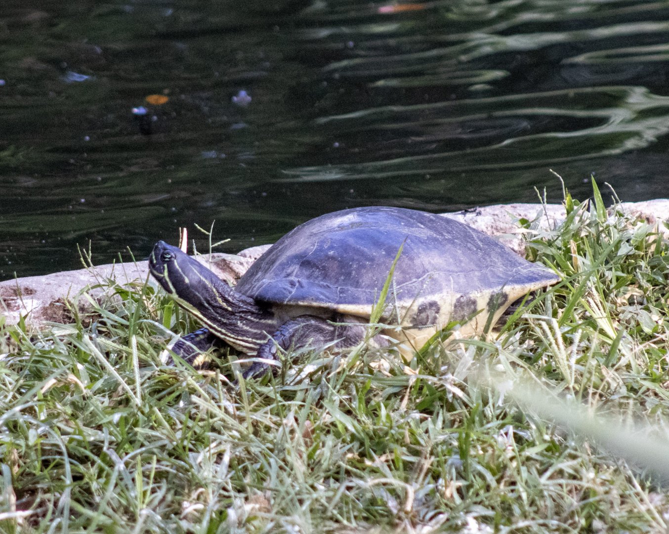 Florida Chicken Turtle