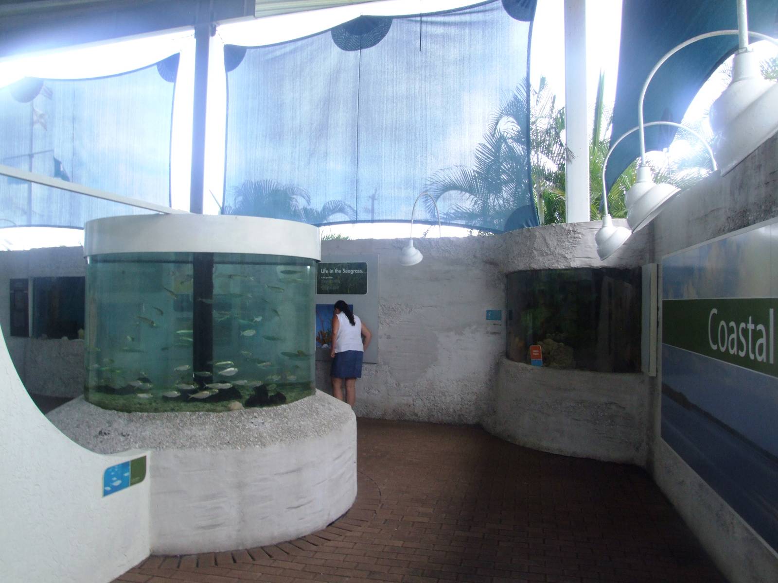 Florida Coastal Exhibits at Mote, 07/10/13