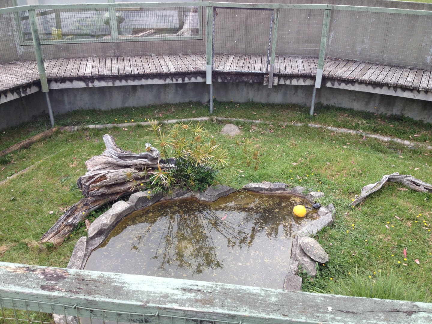 Florida Cooter exhibit