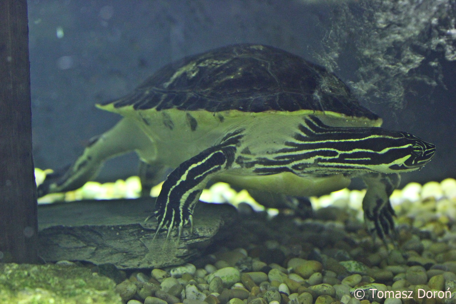 Florida Cooter (Pseudemys concinna floridana), August 2018